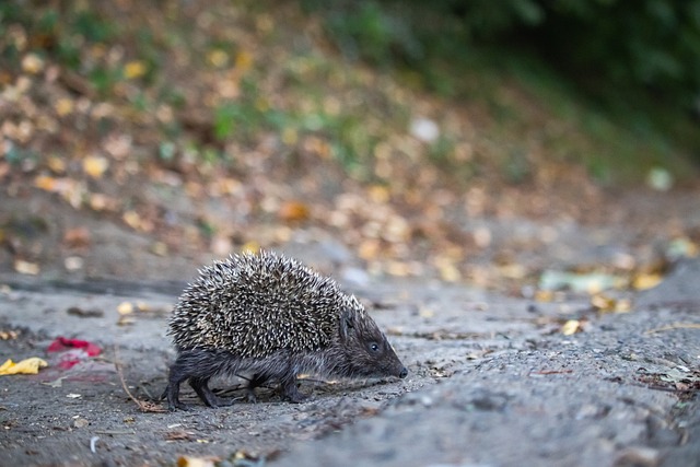 球员们依然 球员们依然