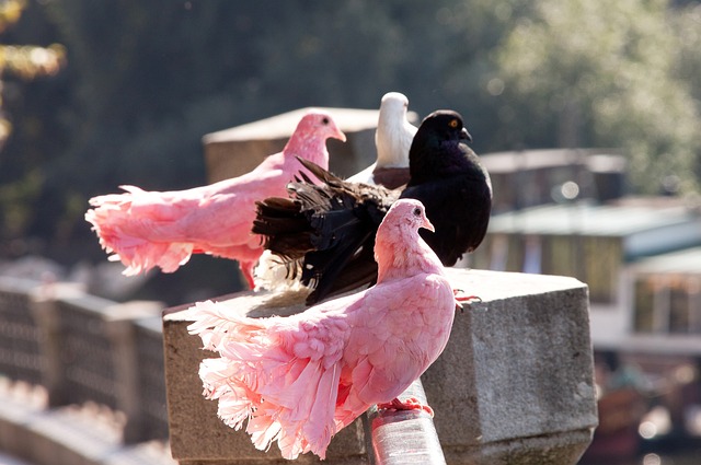 东队的整体 东队的整体